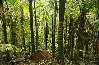 <span class="mw-page-title-main">El Toro Wilderness</span> National Wilderness Preservation System in Puerto Rico