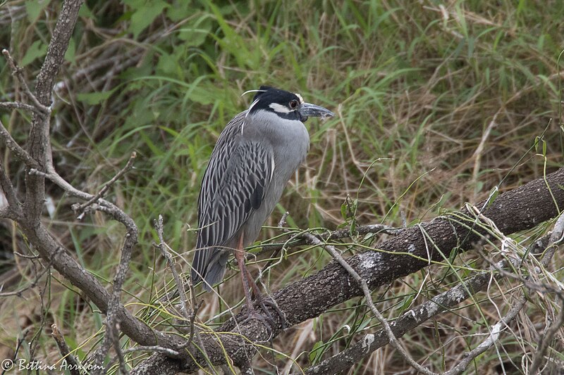 File:Yellow-crowned Night-Heron Estero Llano SP Mission TX 2018-03-06 11-22-01 (25873124257).jpg