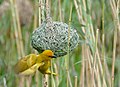 Yellow Weaver (Ploceus subaureus) male on nest ... (32723556068).jpg