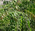 Young leaves neem tree's young leaves(Azadirachta indica) Tamil Nadu