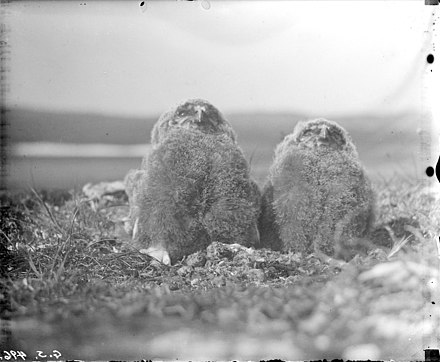 An old photo of snowy owl nestlings on Baffin Island.