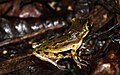 Yucatan Casque-headed tree frog - Flickr - GregTheBusker.jpg