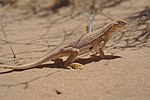 Thumbnail for Yuman Desert fringe-toed lizard