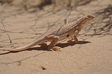 Yuman Desert Fringe-toed Lizard imported from iNaturalist photo 39743992 on 2 January 2022.jpg