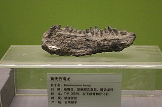 <i>Yunnanosaurus</i> Extinct genus of dinosaurs
