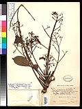 Miniatura para Zanthoxylum integrifolium