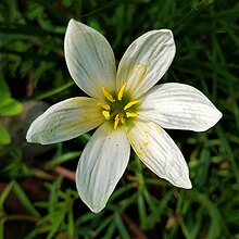 Zephyranthes candida-fully bloomed flower.jpg