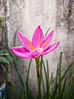 <span class="mw-page-title-main">Pink rain lily</span> Index of plants with the same common name