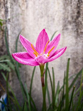 <span class="mw-page-title-main">Pink rain lily</span> Index of plants with the same common name