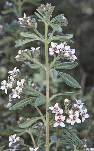 <i>Zieria cytisoides</i> Species of flowering plant