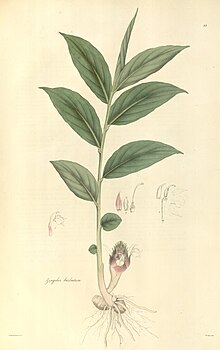 Zingiber barbatum Wallich vol1 55.jpg