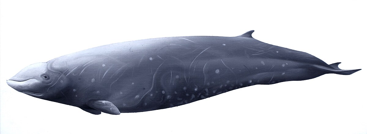 Navy & Aqua Whales Set