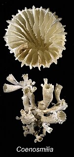 <i>Coenosmilia</i> Genus of small corals in the family Caryophylliidae.