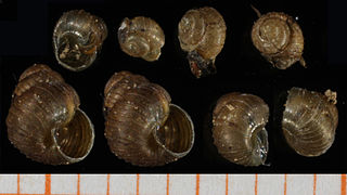 <span class="mw-page-title-main">Boreal top</span> Species of mollusc