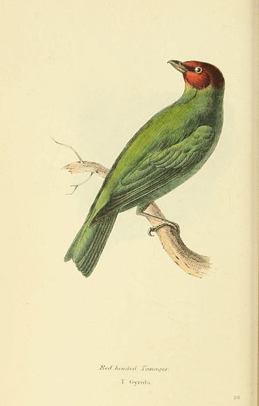 Plate 28.