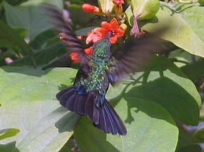 Beskrivelse av bildet Zumbador verde kolibrik hummingbird.jpg.