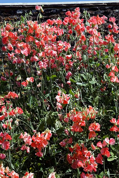 File:'Lathyrus odoratus' orange Sweet pea in Walled Garden of Parham House, West Sussex, England.jpg