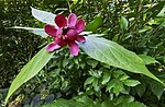 Vignette pour Calycanthus floridus