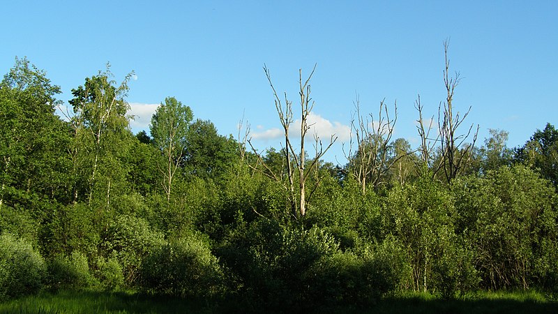 File:Відмерлі дерева в заболоченій місцевості заказника Михайловичі.jpg