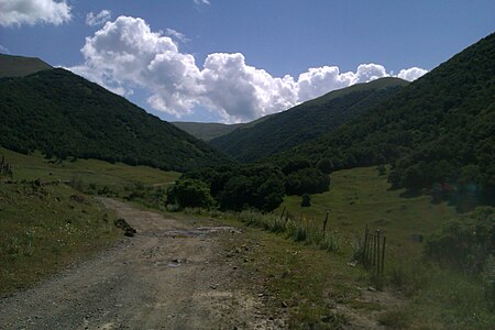 Լուսագյուղի անտառը.jpg