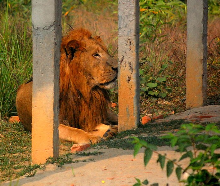 File:সিংহ ১.jpg