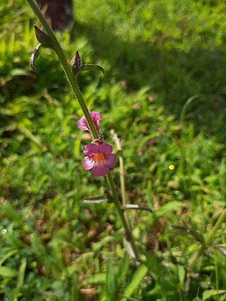 <i>Centranthera indica</i> Species of flowering plant