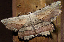 - 6720 - Lytrosis unitaria - Gemeinsame Lytrose Moth.jpg