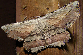 <i>Lytrosis unitaria</i> Species of moth