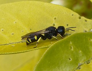 <i>Ectemnius continuus</i> Species of wasp