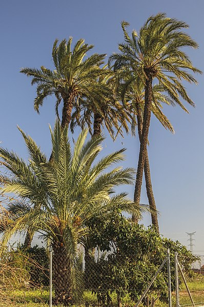 File:0.1. Palmeres pròximes a la Séquia Reial del Xúquer (Alginet, País Valencià).jpg