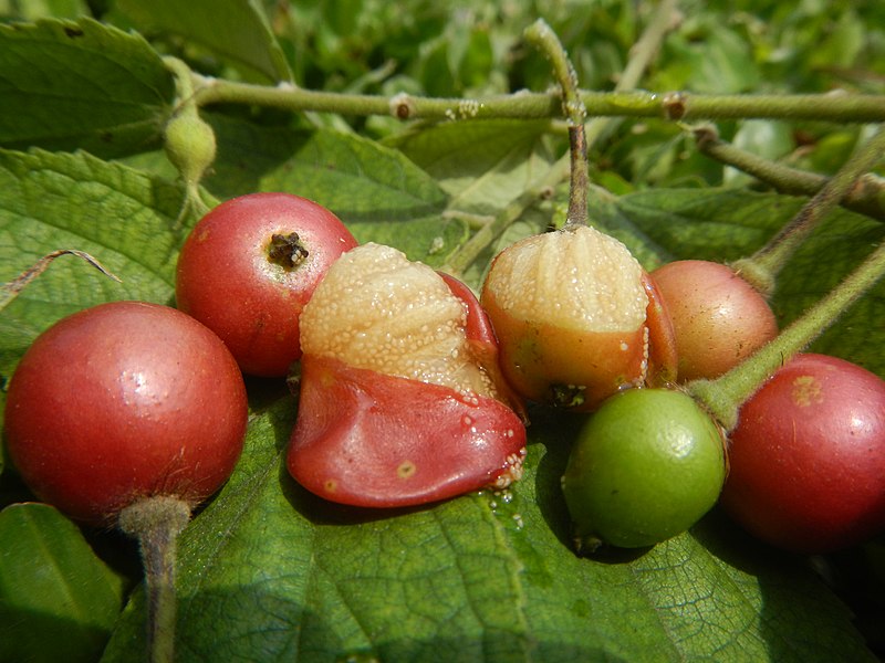 File:06695jfFlowers, fruits and seeds of Aratiles Muntingia calabura Bulacanfvf 16.jpg