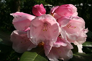 Rhododendron