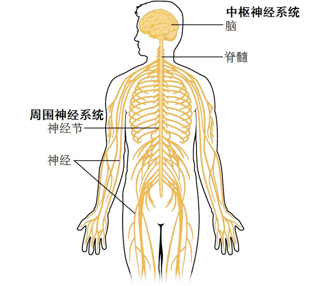 中樞神經系統