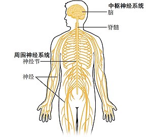 1201 Overview of Nervous System zh.jpg