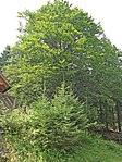 Common beech (Fagus sylvatica)