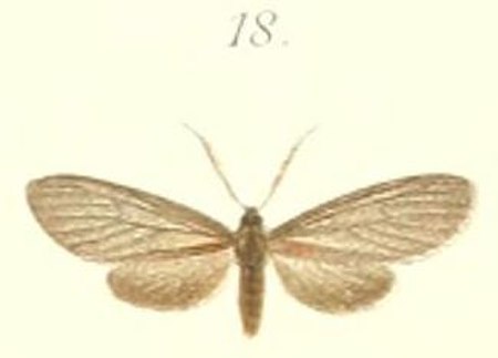 Machairophora (Erebidae)