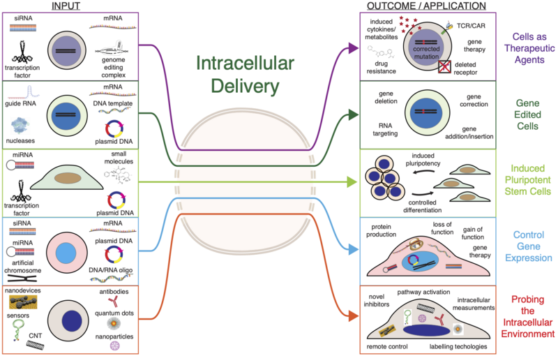 Applications of Intracellular Delivery. Depending on the input materials delivered into cells, different outcomes or applications can be achieved. TCR = T cell receptor, CAR = chimeric antigen receptor, HSCs = hematopoietic stem cells, CNT = carbon nanotube 1 - ID applications v2.png