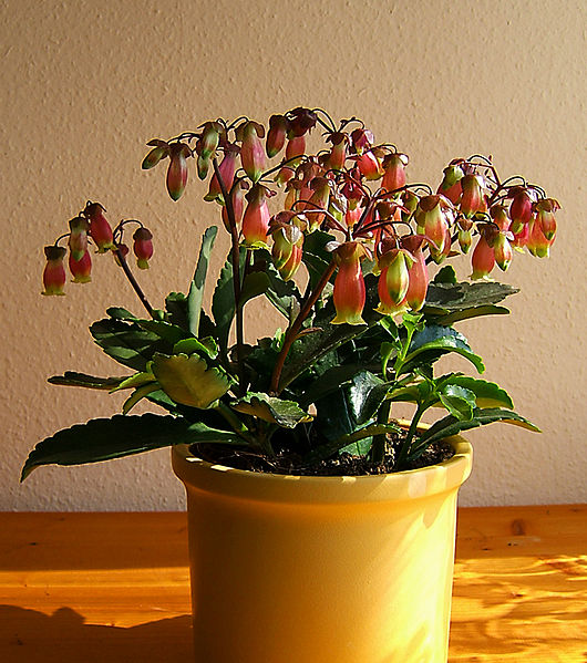 File:2007-03-25Kalanchoe miniata14.jpg