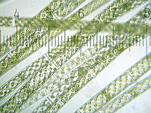 20090523 213732 Spirogyra.jpg