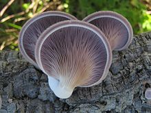 2012-12-31 Lentinus strigosus (Schwein.) Fr 299086.jpg