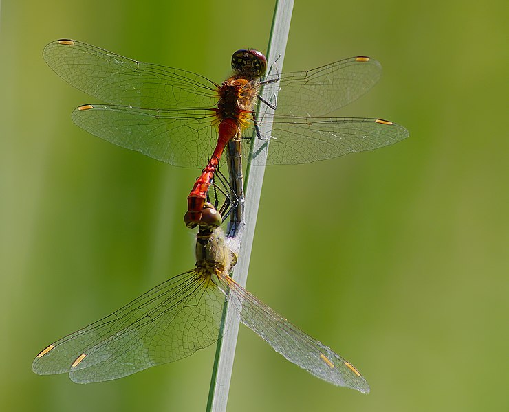 File:2013.08.02.-08-Kirschgartshaeuser Schlaege Mannheim-Blutrote Heidelibelle-Paarungsrad.jpg