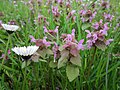 Purpurrote Taubnessel (Lamium purpureum)