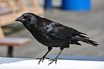 Thumbnail for File:2014-04-29 02 Northwestern crow (Corvus brachyrhynchos caurinus).jpg