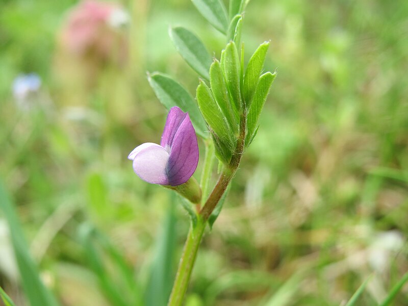 File:20140407Vicia lathyroides2.jpg