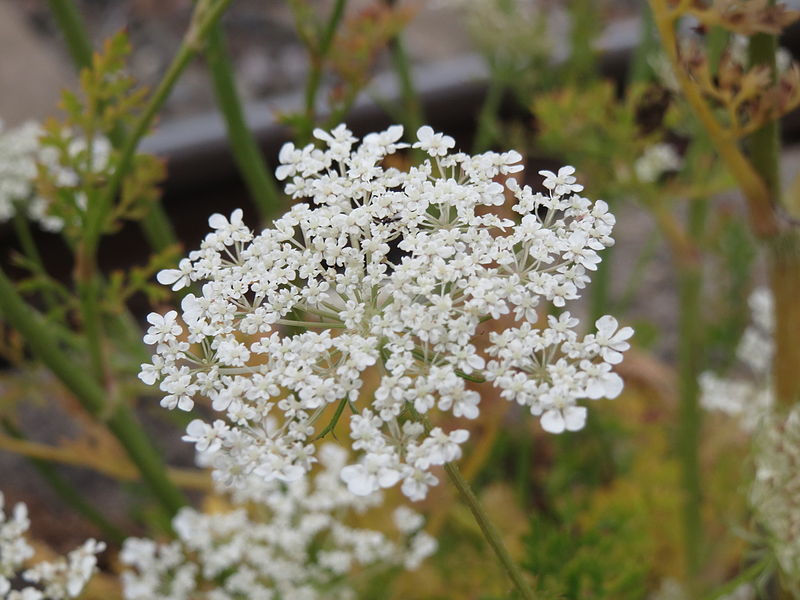 File:20140810Daucus carota1.jpg