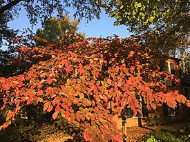 2016-10-21 08 27 15 Autumn foliage coloration on a flowering dogwood located on the northwest side of the Chevy Chase Circle in Chevy Chase Village, Montgomery County, Maryland.jpg