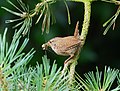 Zaunkönig - Troglodytes troglodytes