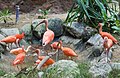 * Nomination Scarlet ibis (Eudocimus ruber). Jurong Bird Park. Jurong, West Region, Singapore. --Halavar 09:01, 27 February 2017 (UTC) * Promotion Good quality. --Jacek Halicki 10:27, 27 February 2017 (UTC)