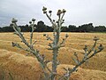 Vorschaubild der Version vom 18:18, 9. Jul. 2018