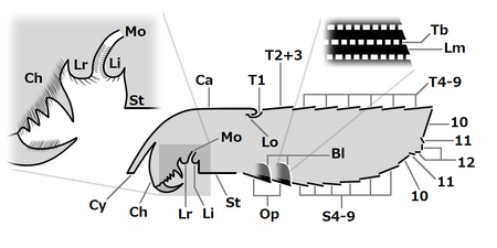 Trigonotarbid (sagittal section) ワレイタムシ類（縦断面）